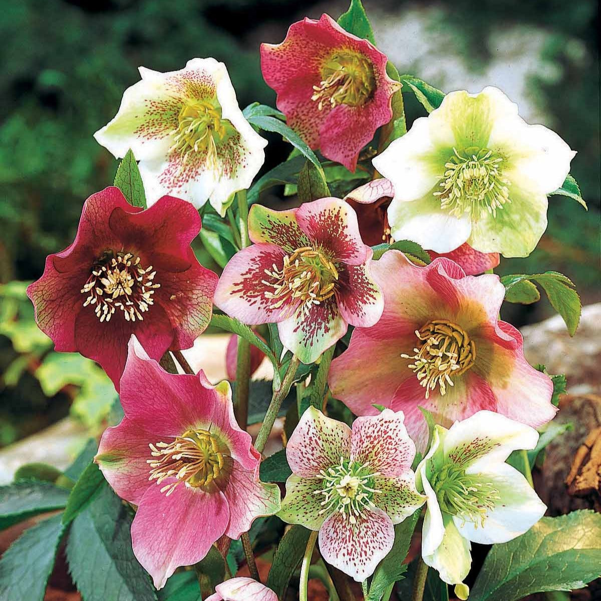 Kerstroos (x4) - Helleborus orientalis - Willemse