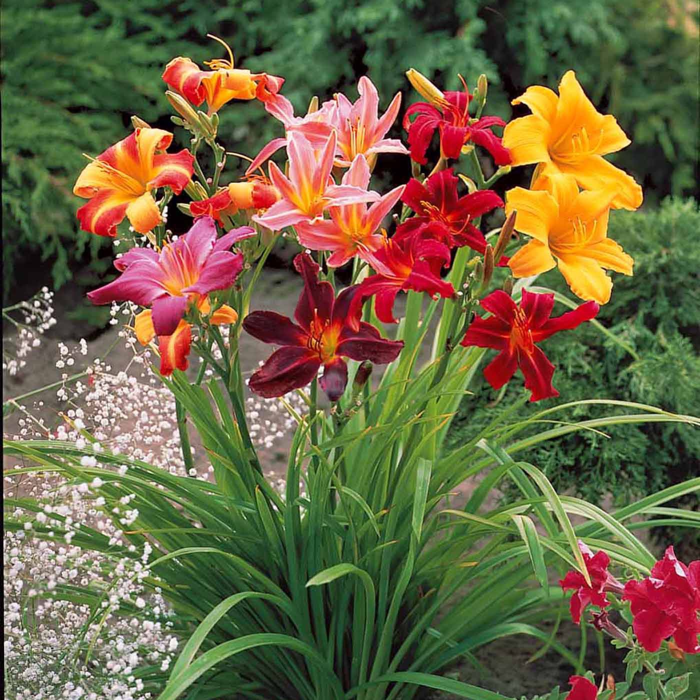 Daglelie Mix (x5) - Willemse