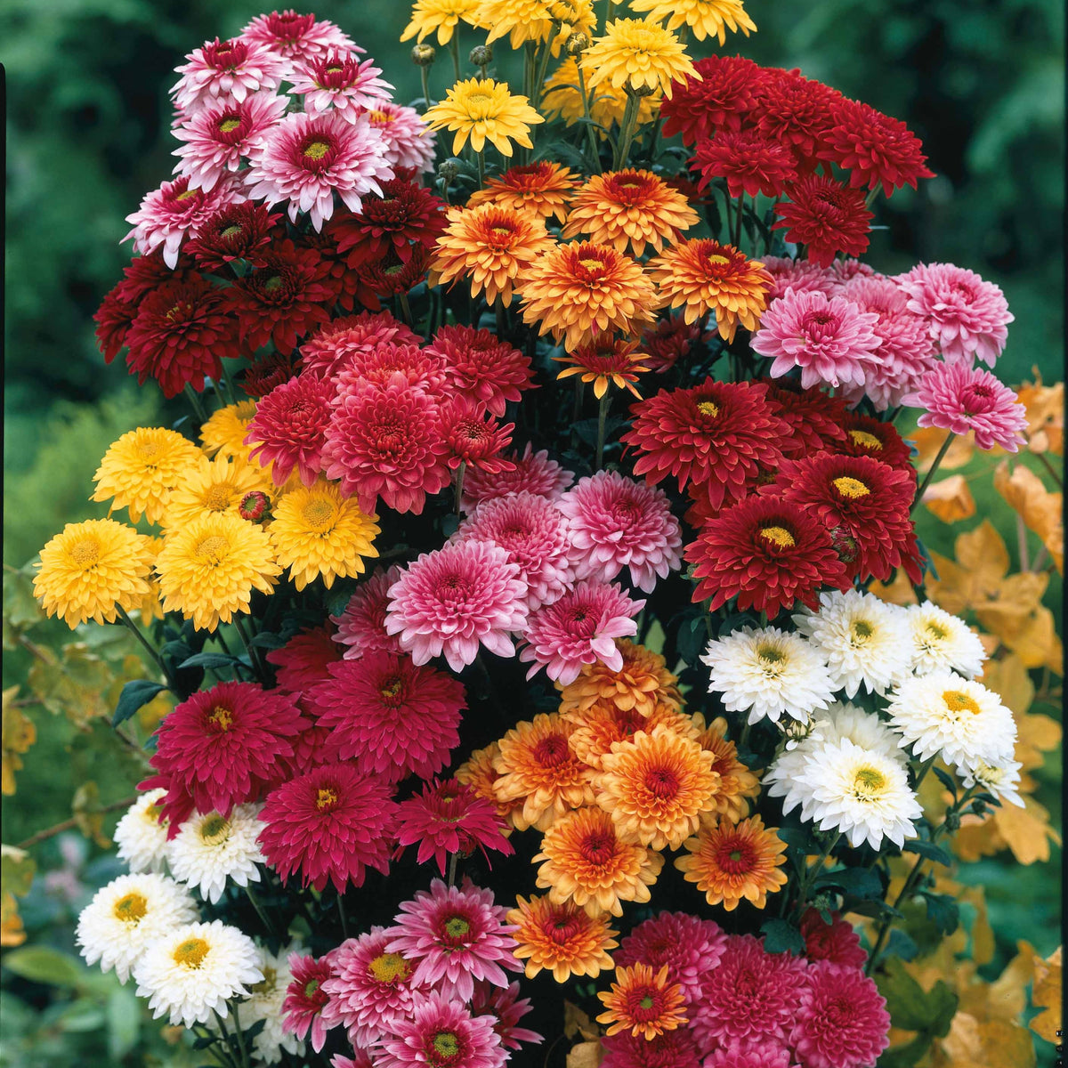 Chrysant Mix (x3) - Dendranthema indicum - Willemse