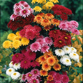 Chrysant Mix (x3) - Dendranthema indicum - Willemse