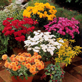 Chrysant Mix (x3) - Willemse