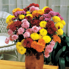 Dendranthema indicum - Chrysant Mix (x3) - Bloeiende vaste planten
