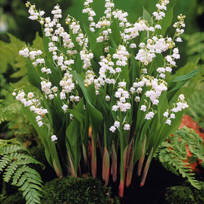 Verkoop Lelietjes-van-Dalen Mix (x9) - Convallaria majalis