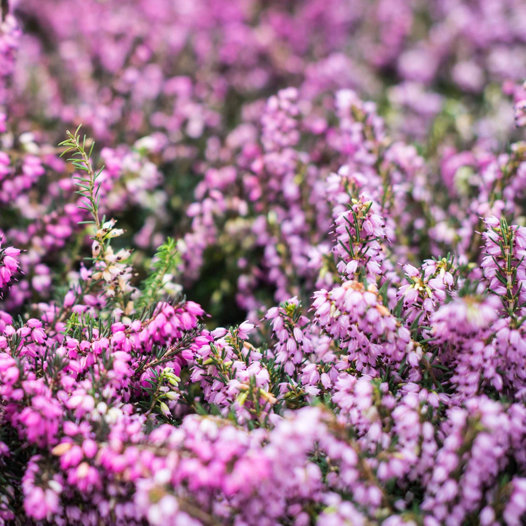 Winterheide - rood + wit + roze (x6) - Erica darleyensis - Willemse