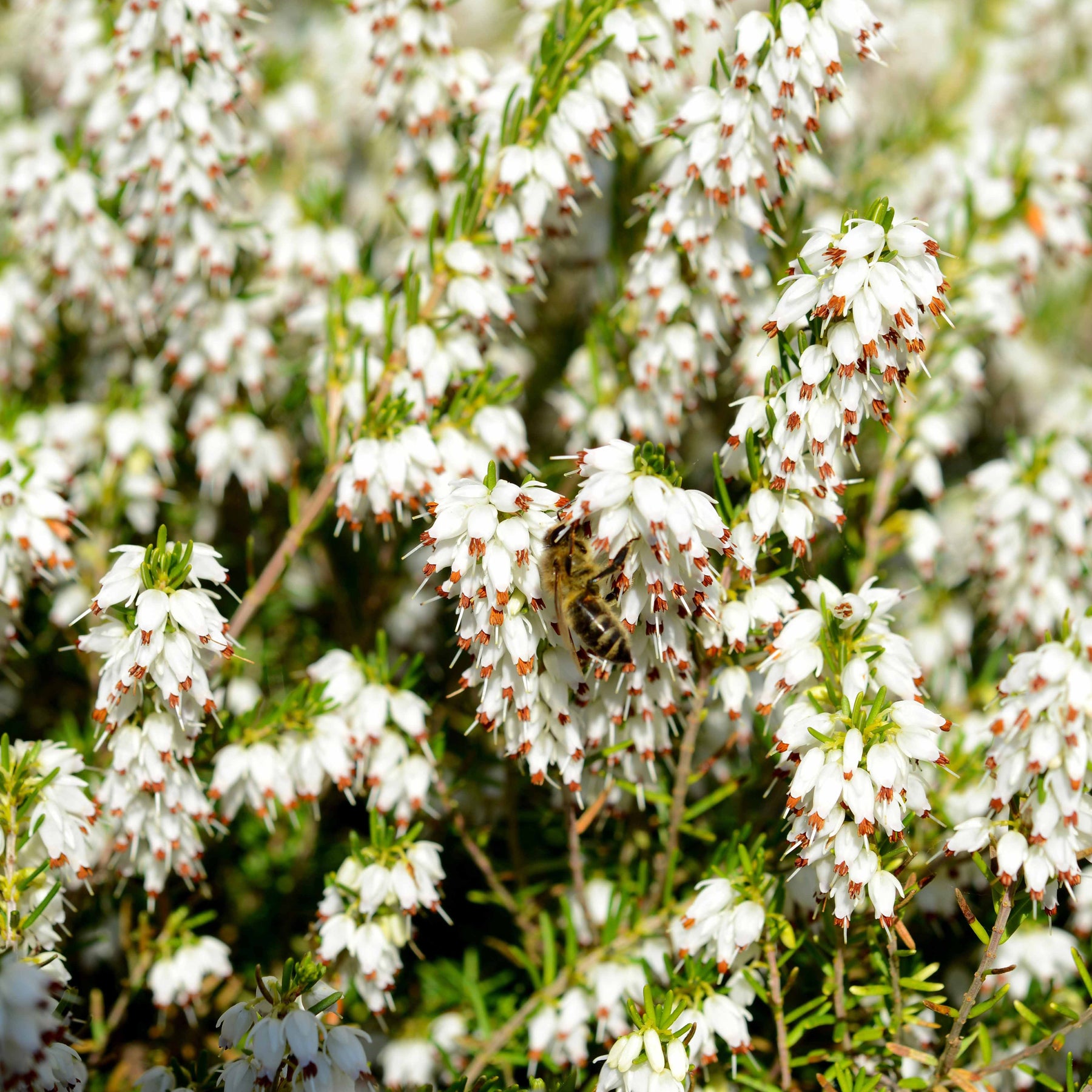 Bloeiende vaste planten - Winterheide - rood + wit + roze (x6) - Erica darleyensis
