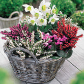 Winterkollektie (x4) - Erica + helleborus niger - Willemse