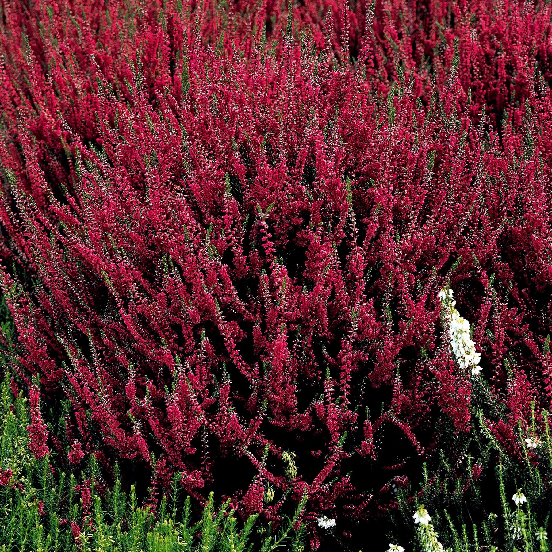 Bloeiende vaste planten - Struikheide - rood + roze + geel (x6) - Calluna vulgaris