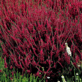 Bloeiende vaste planten - Struikheide - rood + roze + geel (x6) - Calluna vulgaris