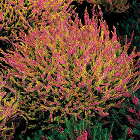 Verkoop Struikheide - rood + roze + geel (x6) - Calluna vulgaris