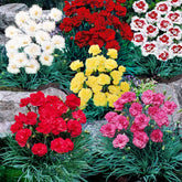 Grasanjer mix 'Fortuna', 'Haytor', 'Alice', 'Desmond' (x6) - Willemse