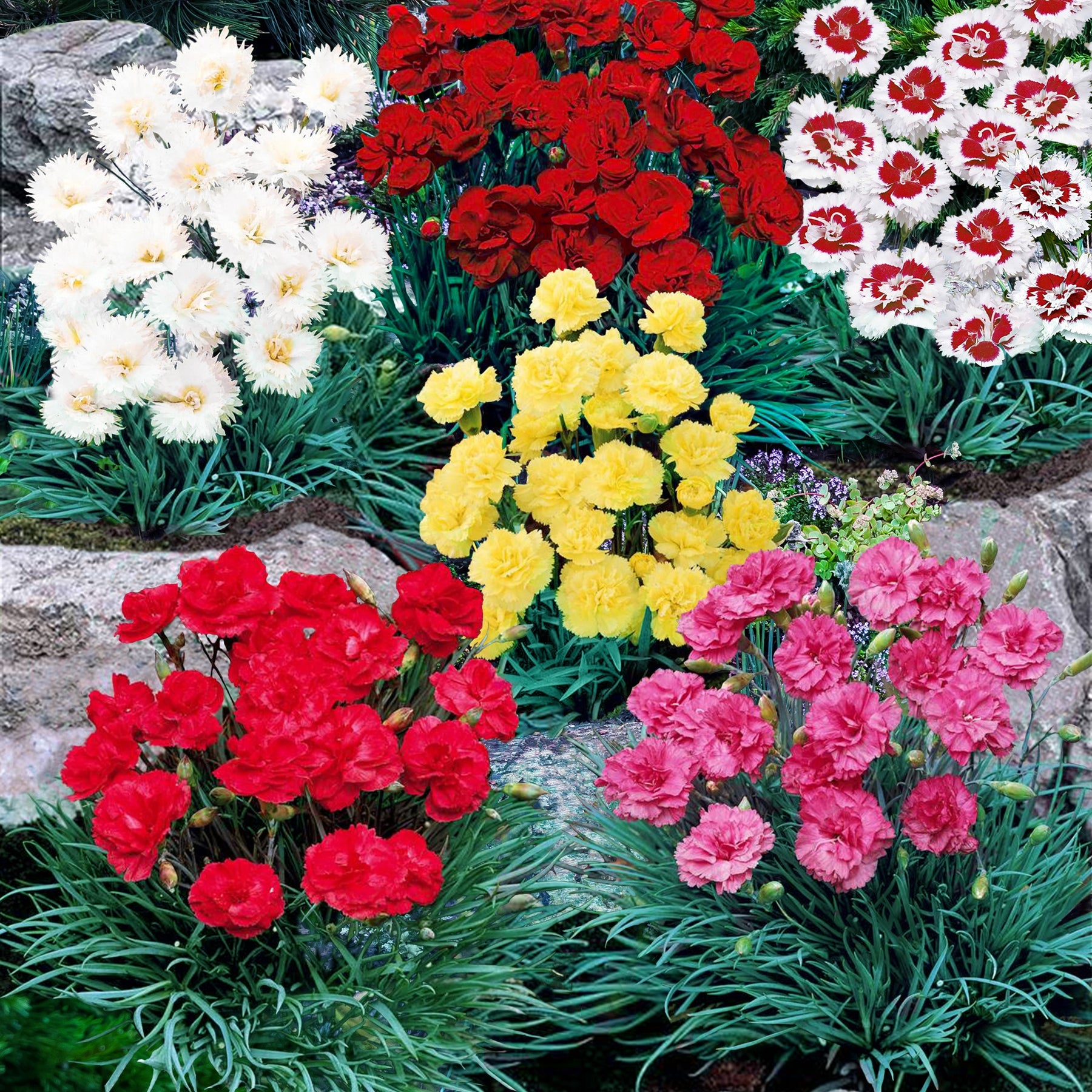Grasanjer mix 'Fortuna', 'Haytor', 'Alice', 'Desmond' (x6) - Willemse
