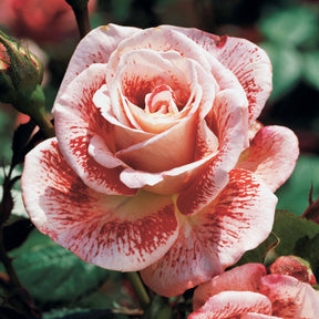 Collectie grootbloemige rozen ( Famosa +  Whisky +  Double Delight) (x3) - Rosa 'famosa', 'whisky', 'double delight' - Plantsoort