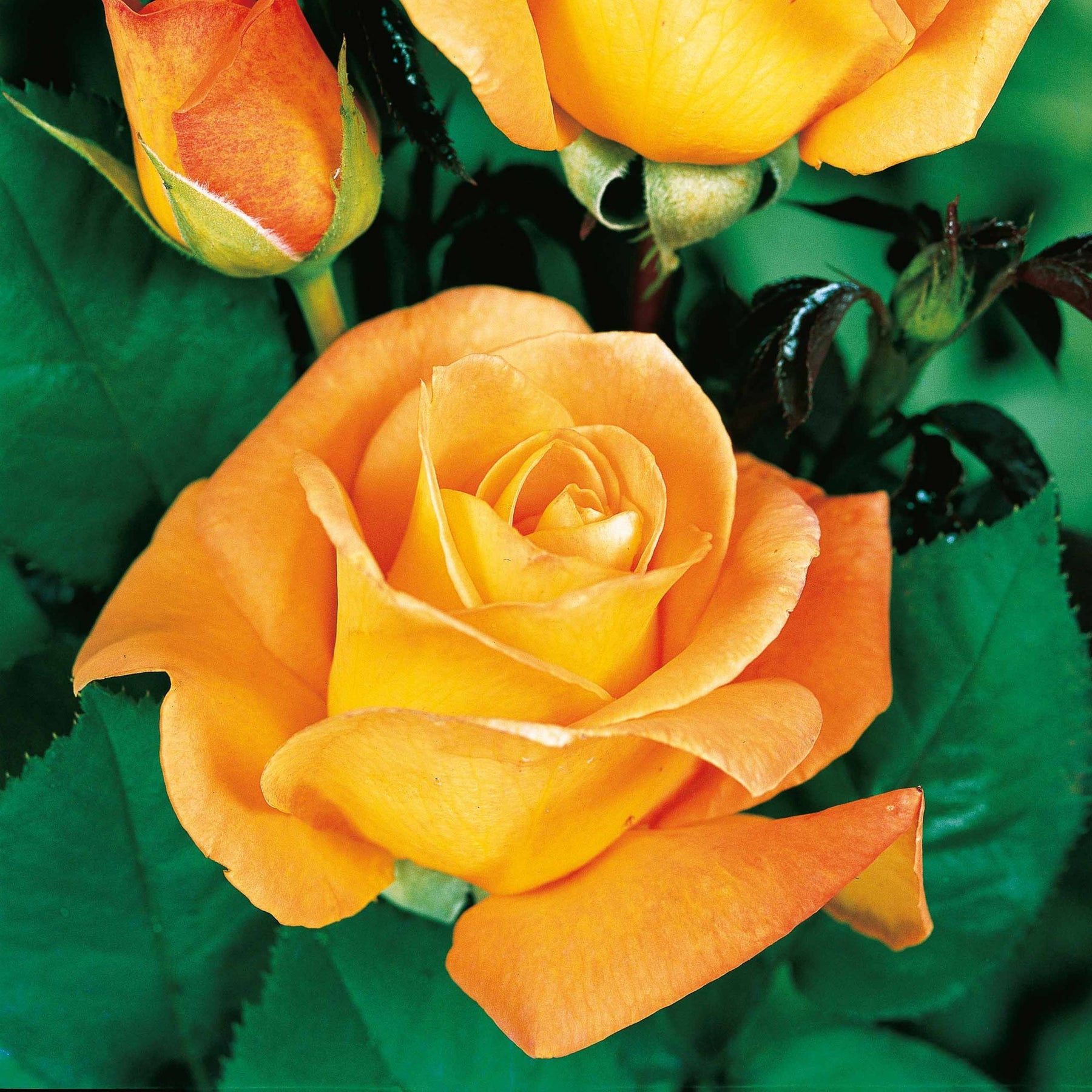 Rosa 'famosa', 'whisky', 'double delight' - Collectie grootbloemige rozen ( Famosa +  Whisky +  Double Delight) (x3) - Rozen - Naakte wortels