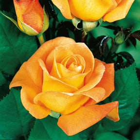 Rosa 'famosa', 'whisky', 'double delight' - Collectie grootbloemige rozen ( Famosa +  Whisky +  Double Delight) (x3) - Rozen - Naakte wortels