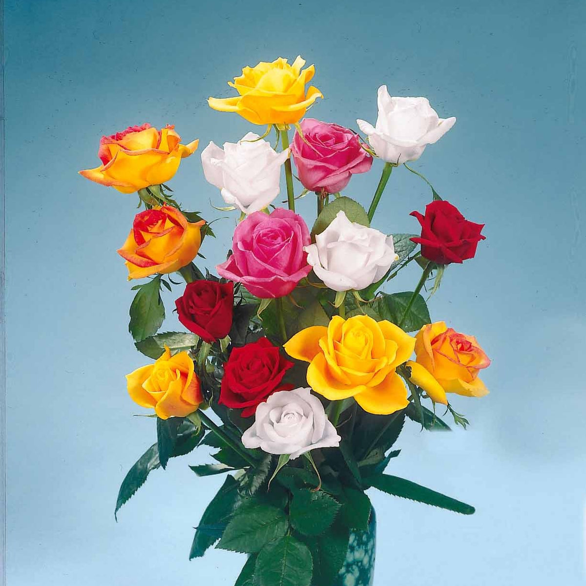 Snijroos Mix (x5) - Willemse