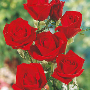 Rosa 'hadangel', 'oklahoma', 'pink perfume', 'oran - Snijroos Mix (x5) - Rozen