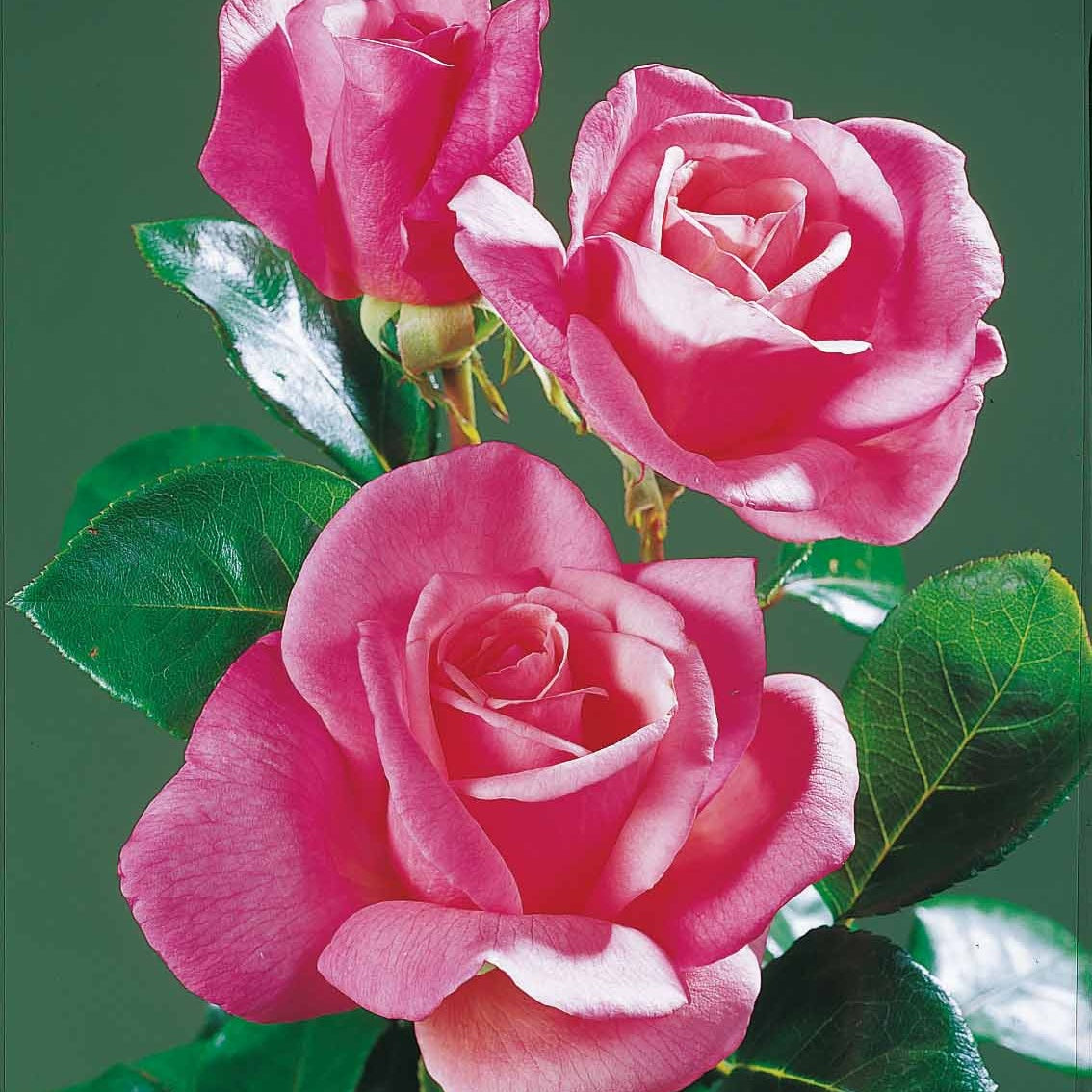 Rozen - Snijroos Mix (x5) - Rosa 'hadangel', 'oklahoma', 'pink perfume', 'oran