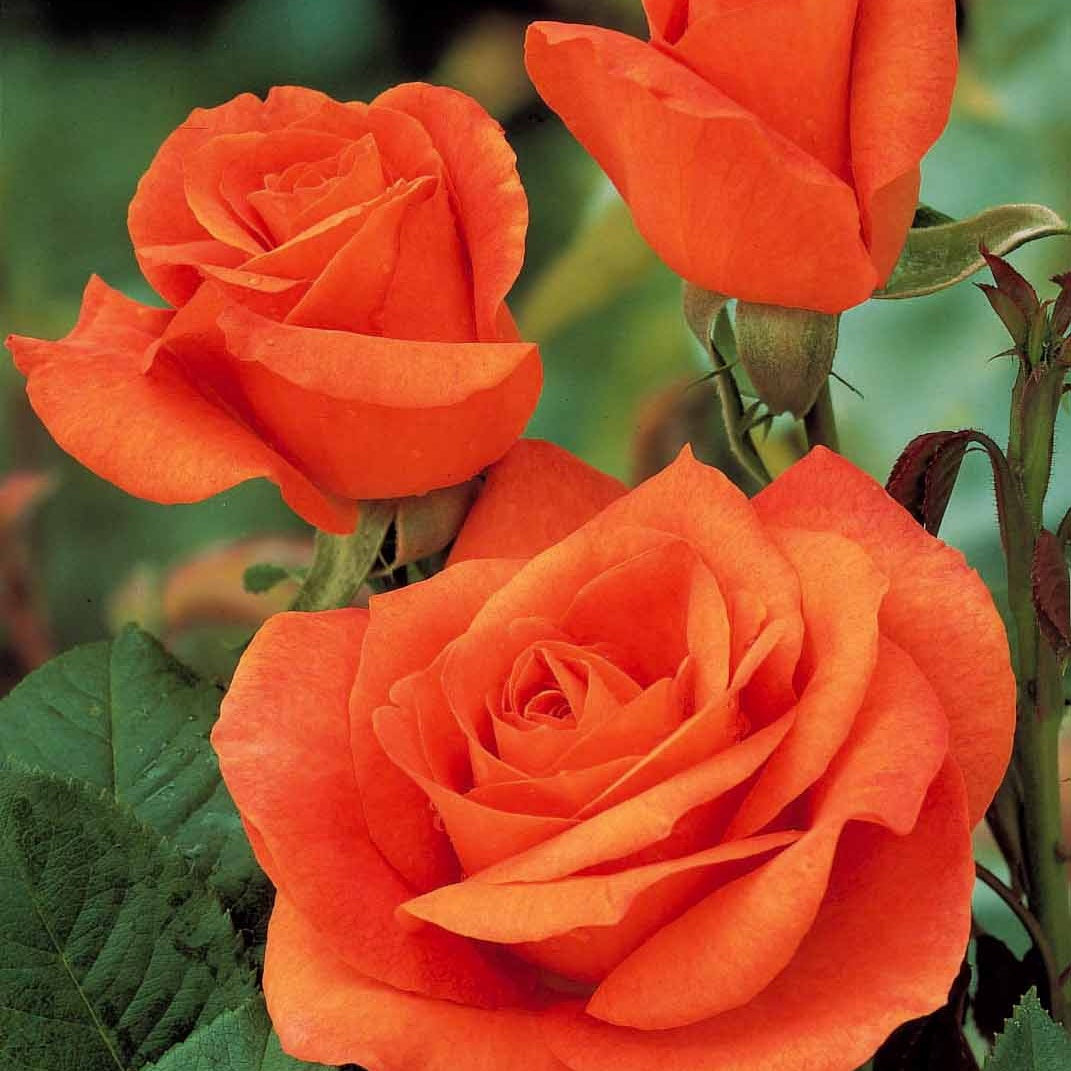 Verkoop Snijroos Mix (x5) - Rosa 'hadangel', 'oklahoma', 'pink perfume', 'oran