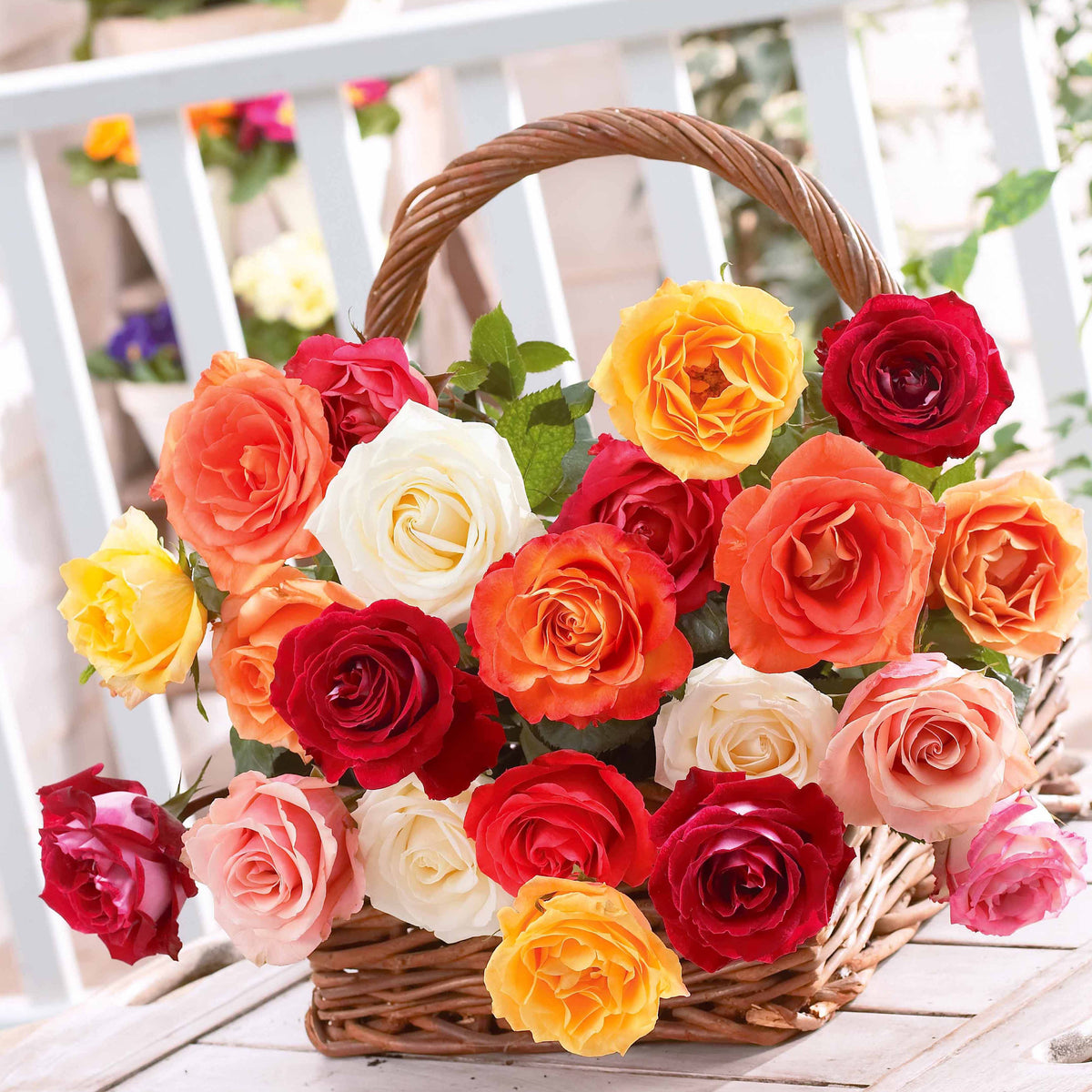 Struikroos Mix (x10) - Rosa - Willemse