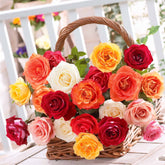 Struikroos Mix (x10) - Rosa - Willemse