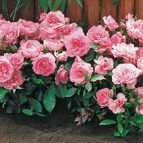 Verkoop Rozenmix 'Compact' - rood + geel + roze (x3) - Rosa randilla