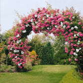 Rozen Mix 'Petite Duchesse' + 'Immensee' (x2) - Willemse