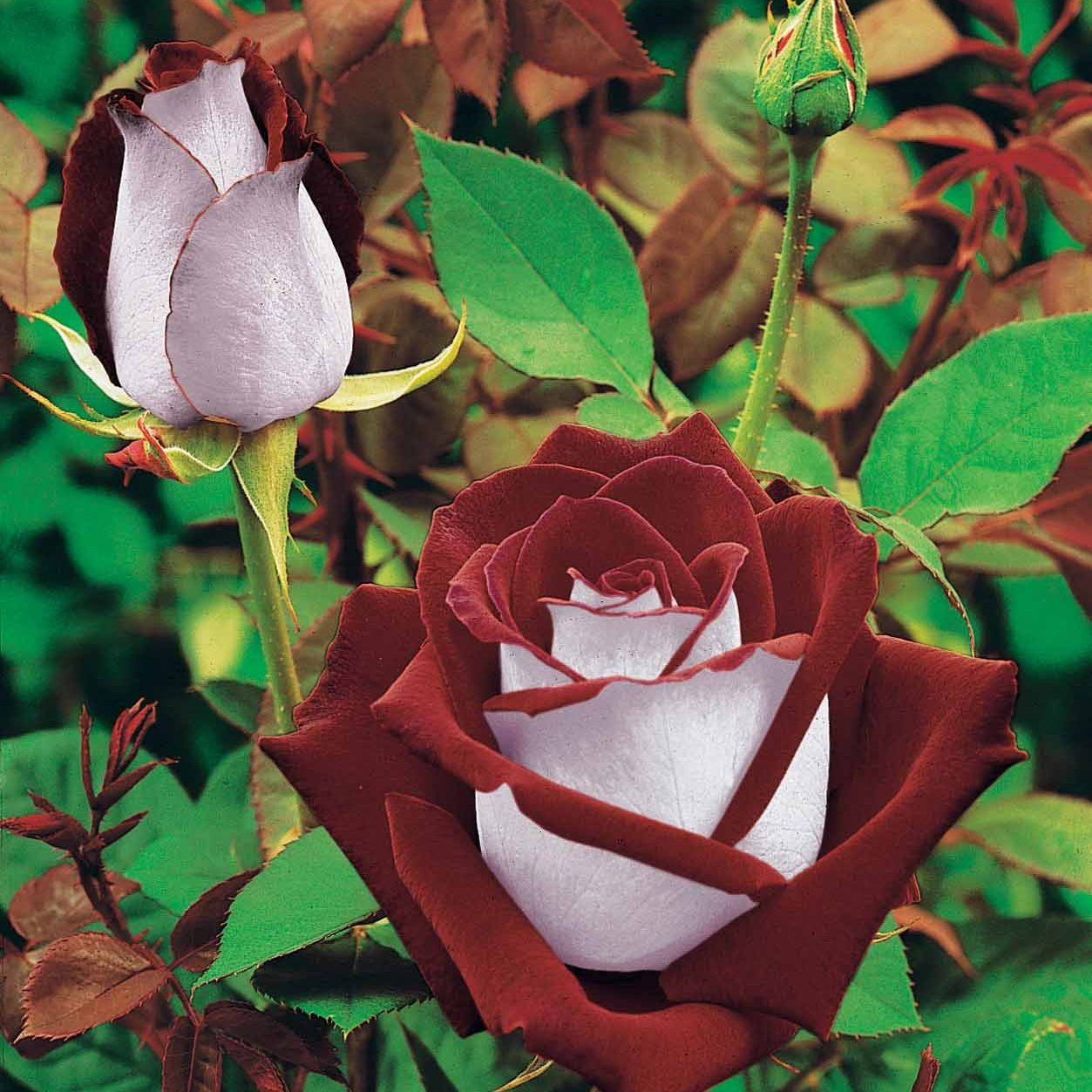 Rozenmix 'Osiria' + 'Famosa' + 'Double Delight' (x3) - Rosa 'osiria', 'famosa','double delight' - Willemse