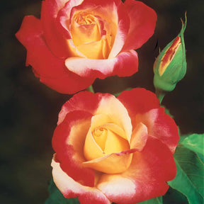 Rozen - Naakte wortels - Rozenmix 'Osiria' + 'Famosa' + 'Double Delight' (x3) - Rosa 'osiria', 'famosa','double delight'