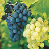 Druif Mix 'Muscat de Hambourg' + 'Chasselas de Fontainebleu' (x2) - Willemse