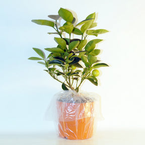 Citrusvruchten - Collectie van kumquat- en citroenbomen (x2) - Citrus lemon vulcan + fortunella