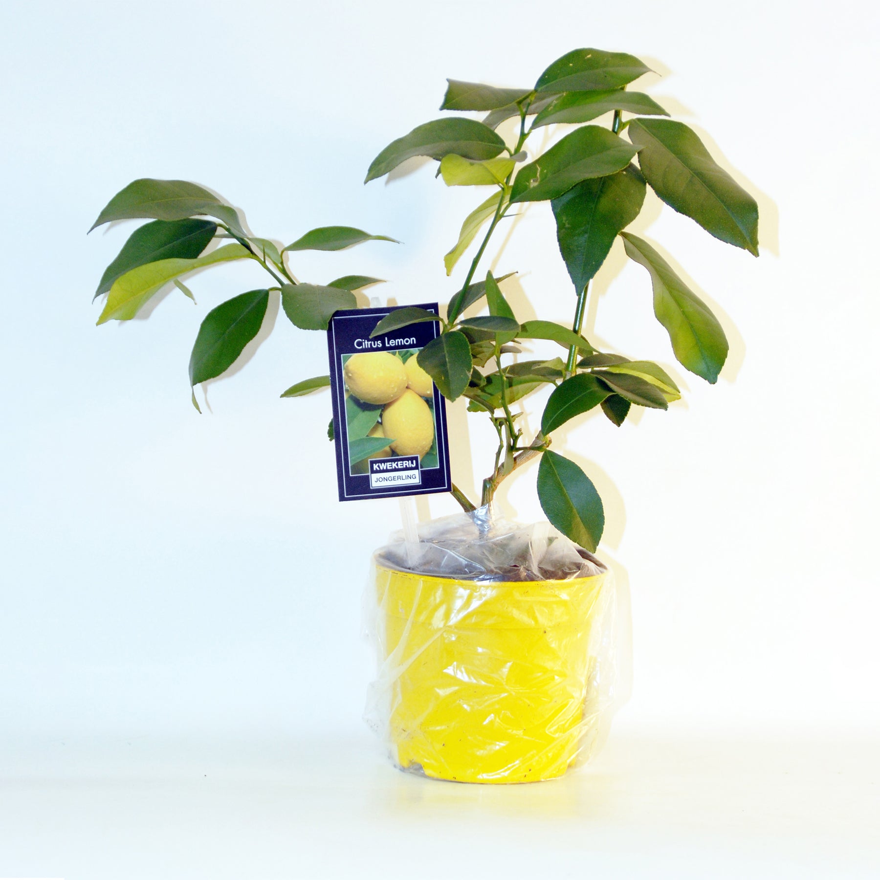 Verkoop Collectie van kumquat- en citroenbomen (x2) - Citrus lemon vulcan + fortunella