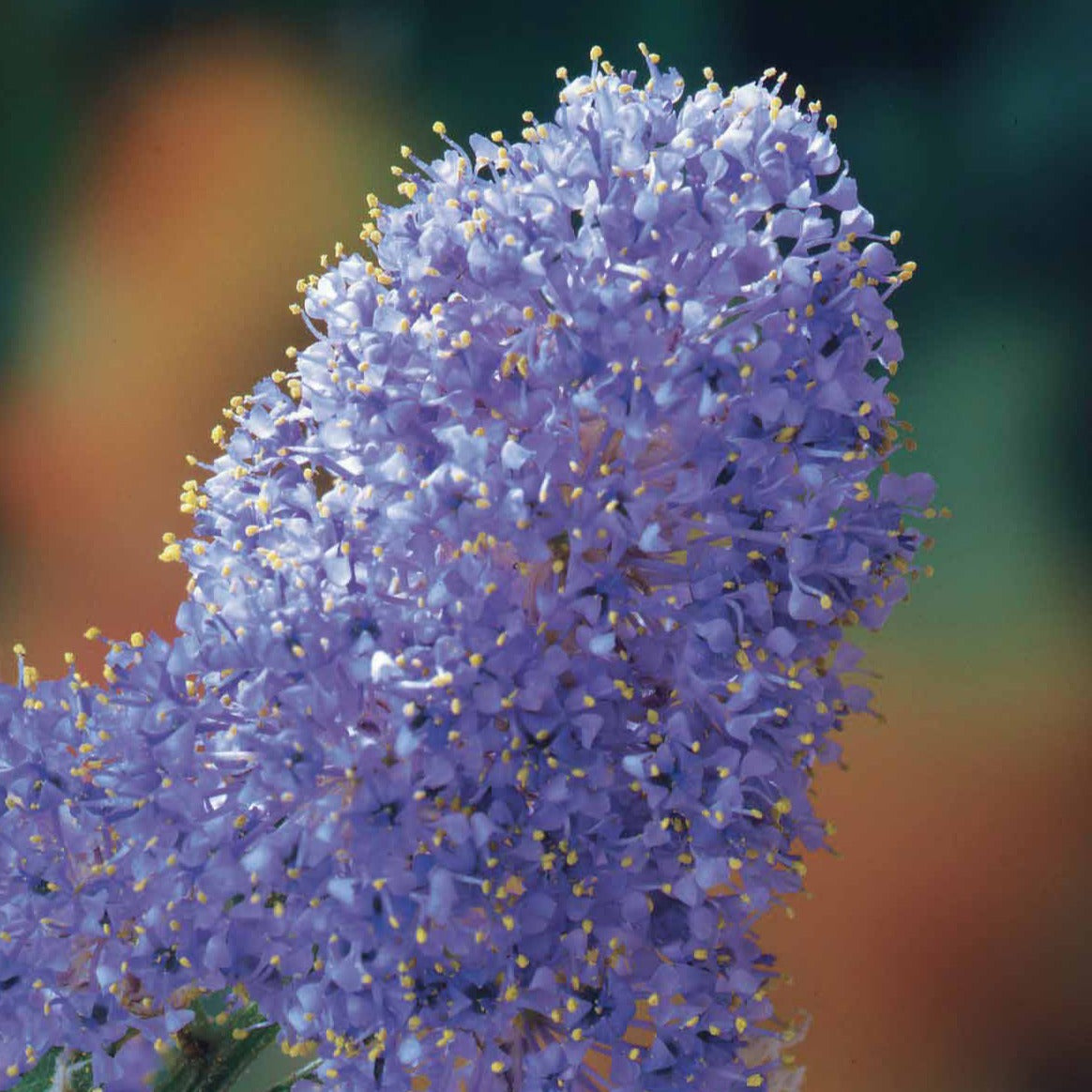 Verkoop Amerikaanse sering 'Victoria' - Ceanothus impressus Victoria