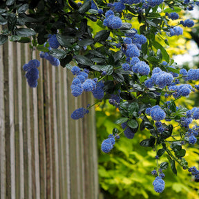 Ceanothus - Californische sering - Amerikaanse sering 'Victoria' - Ceanothus impressus Victoria