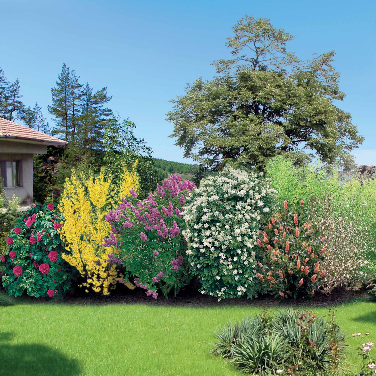 Verkoop Bloeiende en geurende haag - 10 meter (x12) - Haagheesters