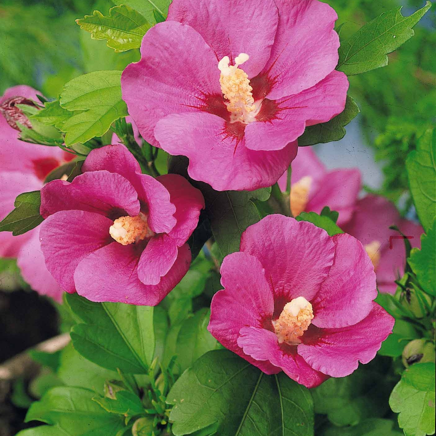 Hibiscus syriacus - Collectie tuinhibiscus op stam (x2) - Hibiscus