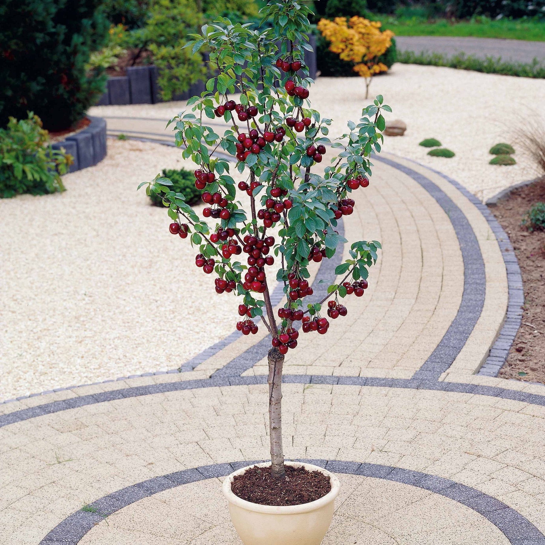 Zoete kers Mix 'Van' + 'Napoleon' + 'Burlat' (x3) - Prunus avium van, napoleon, burlat - Willemse
