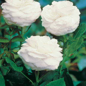 Verkoop Collectie van 2 botanische rozen (x2) - Rosa rugosa hansa , boule de neige