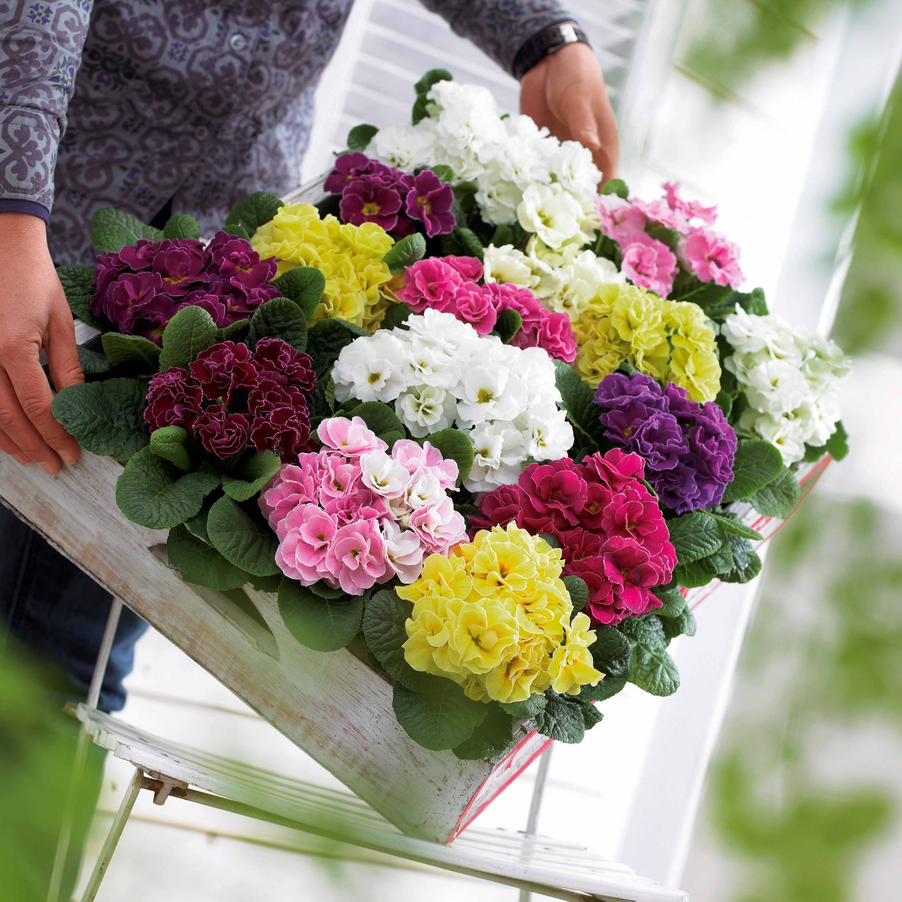 Dubbele Primula's in DoublePrincess mix (x3) - Willemse