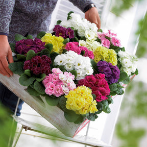 Dubbele Primula's in DoublePrincess mix (x3) - Willemse