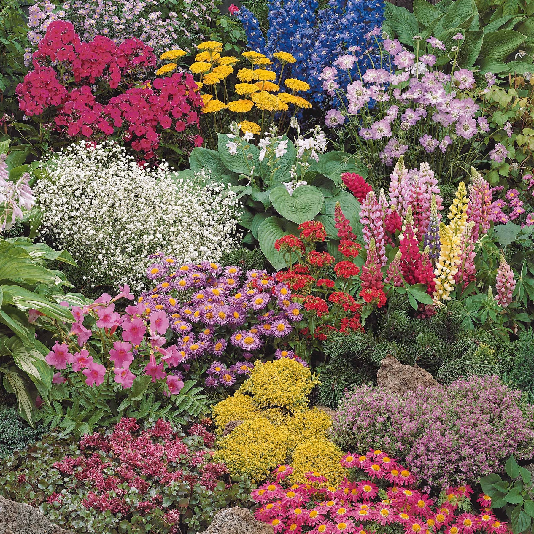 Sedum acre, Hosta, Aster, Erigeron speciosus Rosa Jewel, Delphinium, Phlox paniculata, Thymus serpyllum, Sedum spurium, Incarvillea Delavayi, Achillea , Gypsophila paniculata, Lupinus - Borderpakket '12 vaste planten' ca. 2m² - Bloeiende vaste planten