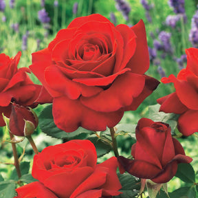 Rozenmix - Rosa Osiria, Malaga, Blue moon, La magie du Parfum, Whisky, Famosa, Double Delight