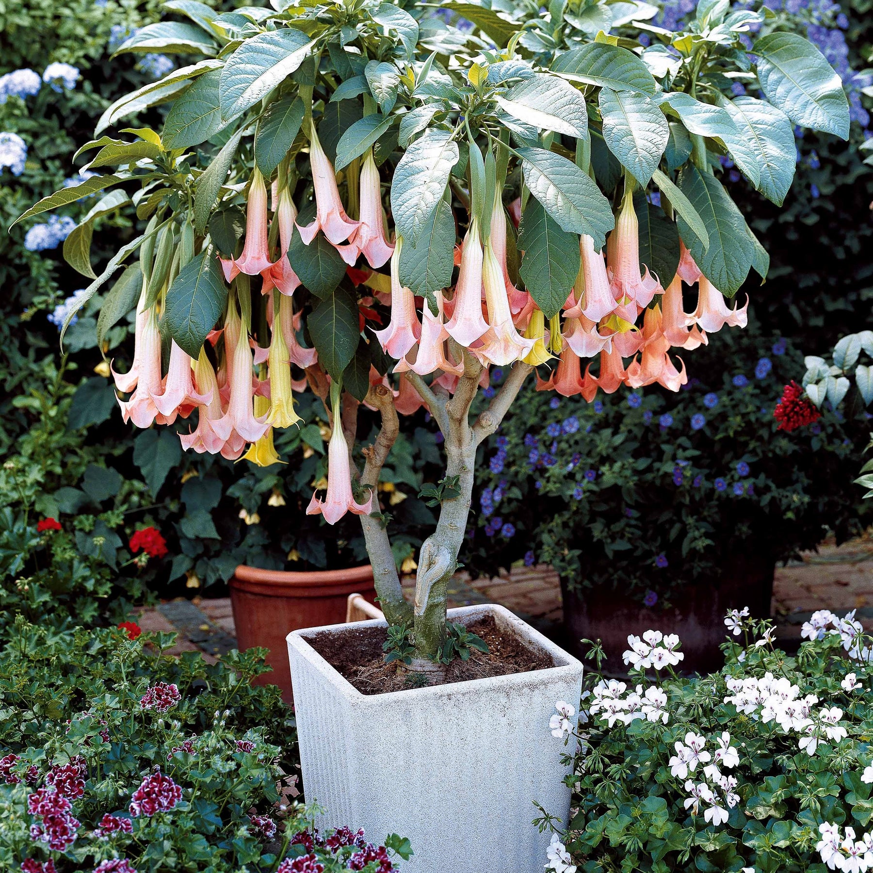 Brugmansia - Engelentrompet - Collectie Brugmansia's: rood, geel enroze (x3) - Brugmansia