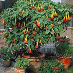 Collectie Brugmansia's: rood, geel enroze (x3) - Brugmansia - Willemse