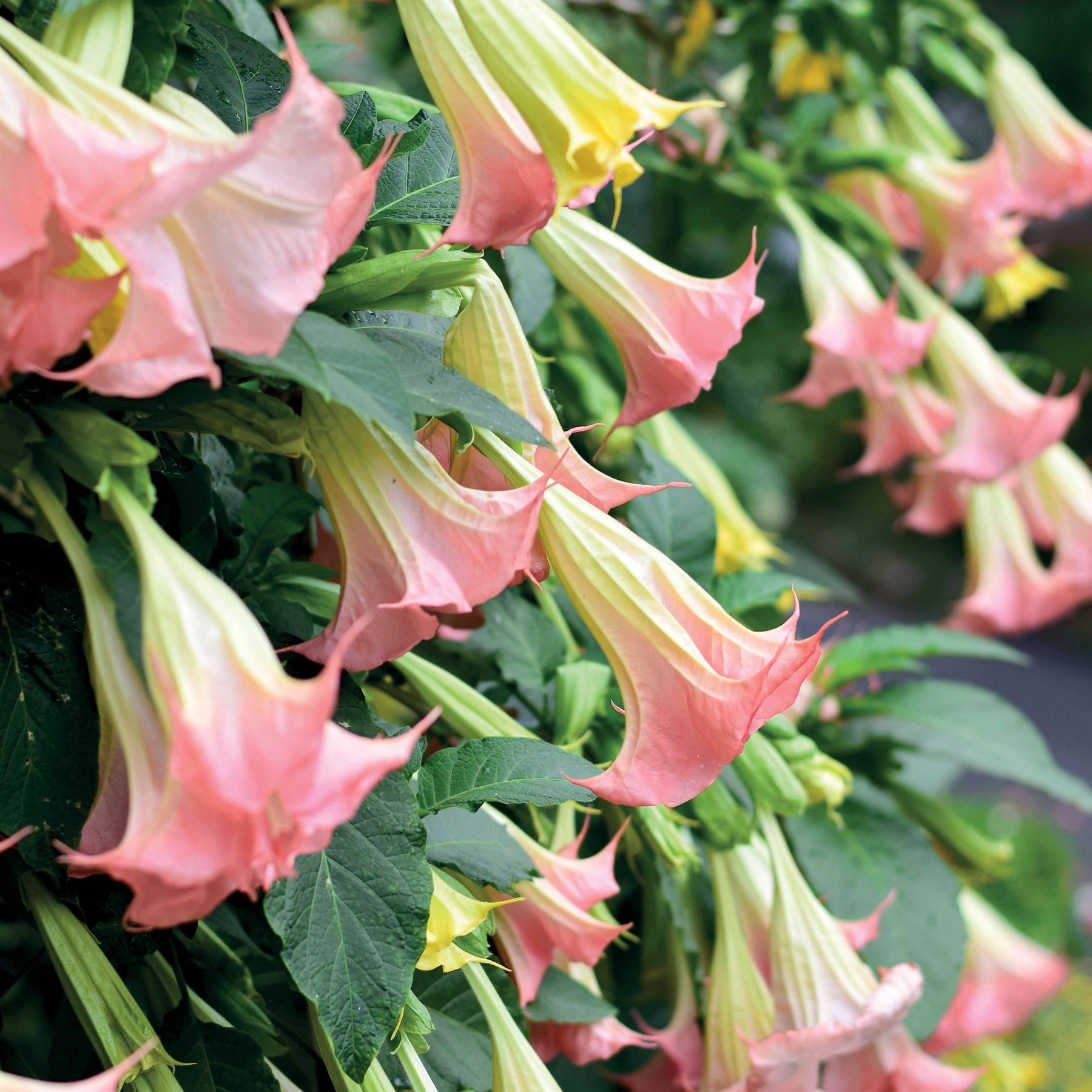 Collectie Brugmansia's: rood, geel enroze (x3) - Brugmansia - Engelentrompet - Willemse
