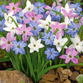 Ipheion gemengd (x30) - Willemse