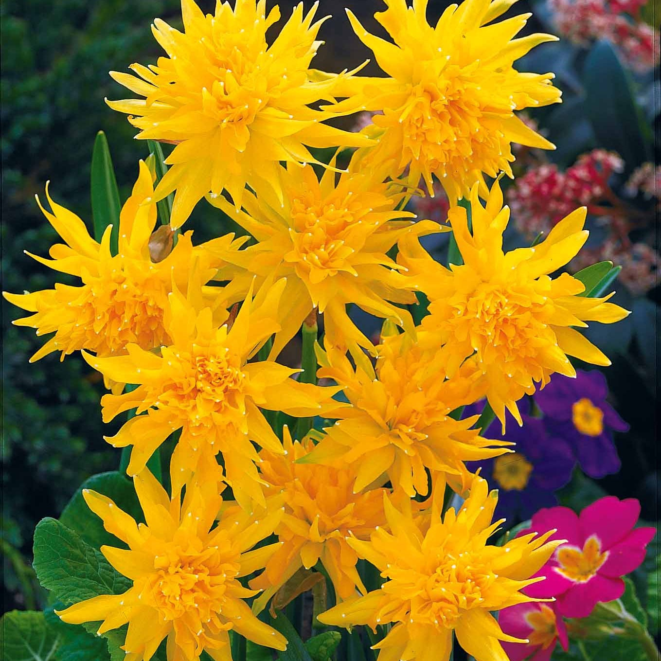 Collectie mini narcissen (x30) - Narcissus 'jet fire', 'rip van winkle','tête à têt - Willemse