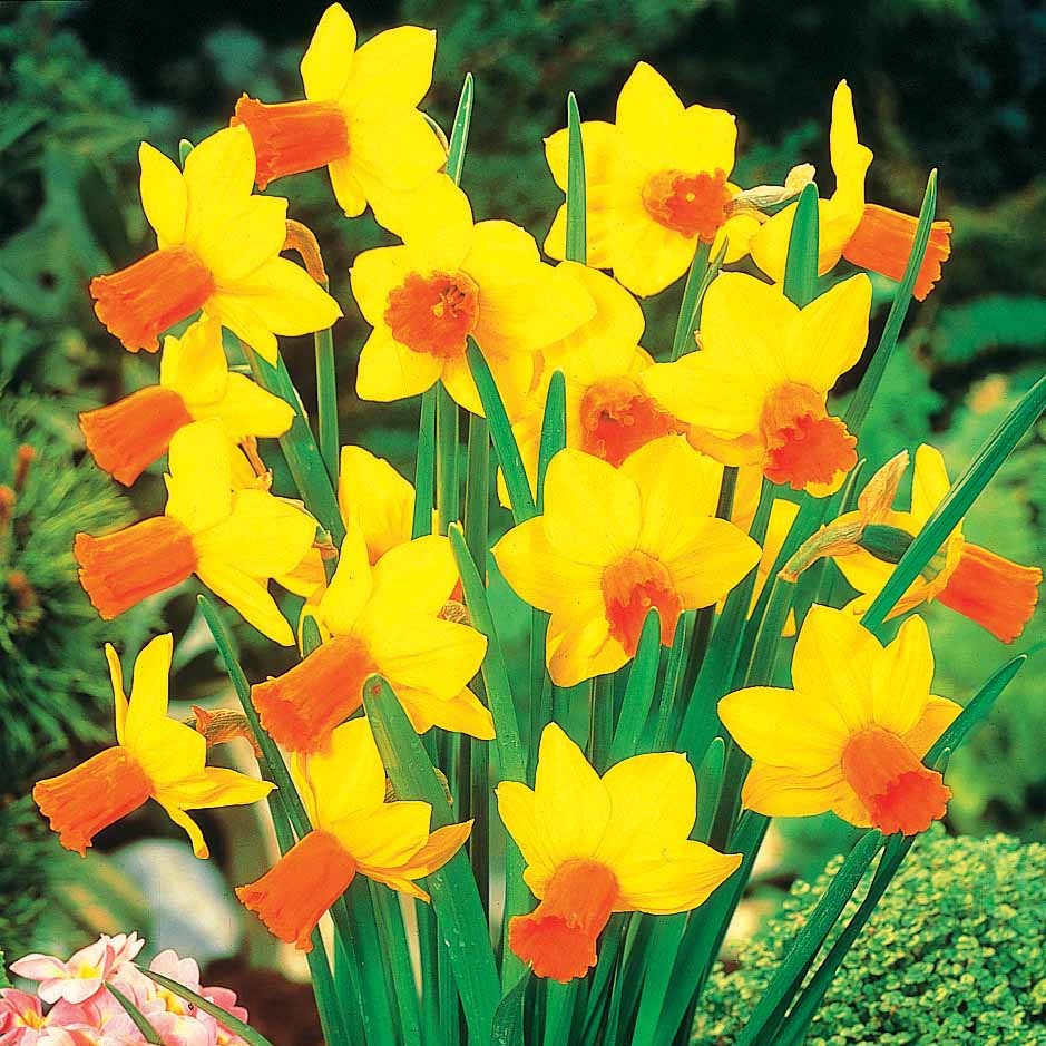 Narcissus 'jet fire', 'rip van winkle','tête à têt - Collectie mini narcissen (x30) - Narcissen