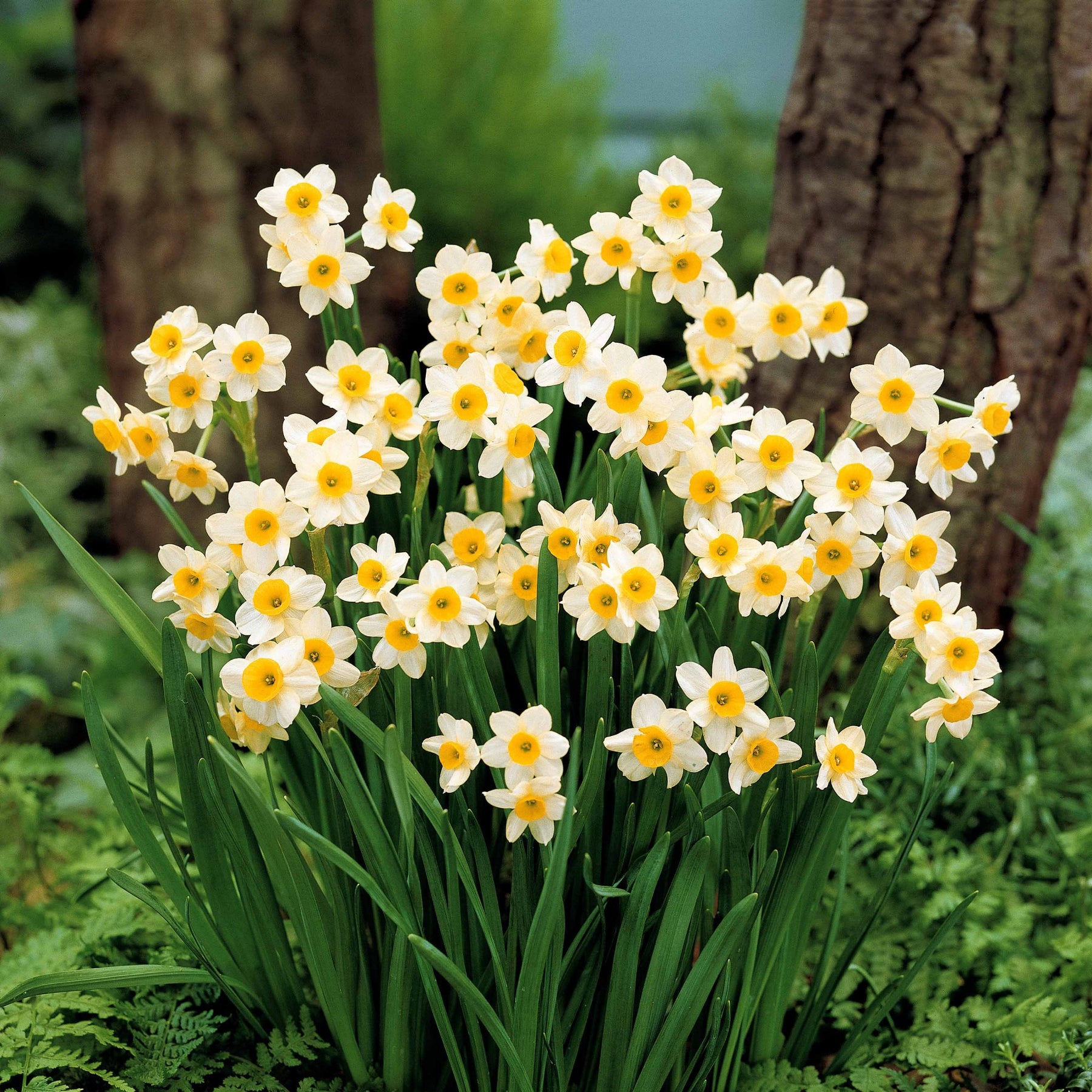 Narcissen - Collectie mini narcissen (x30) - Narcissus 'jet fire', 'rip van winkle','tête à têt