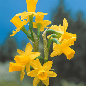 Verkoop Collectie mini narcissen (x30) - Narcissus 'jet fire', 'rip van winkle','tête à têt