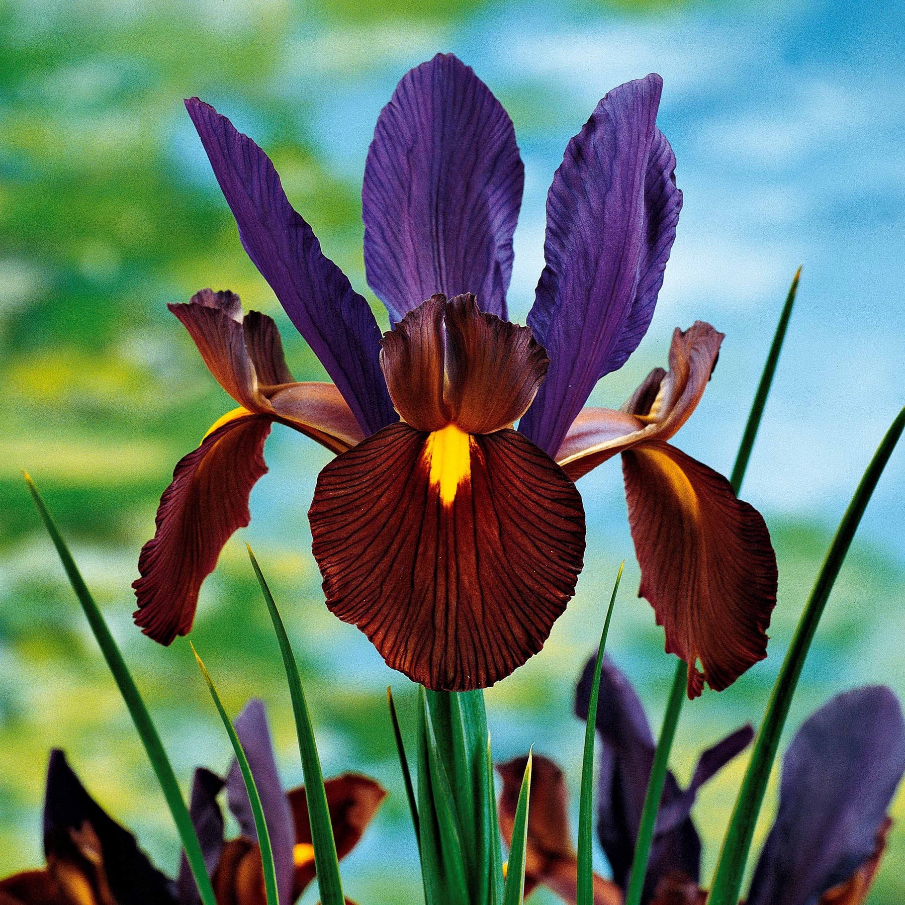 Hollandse Iris Mix (x40) - Iris hollandica frans hals, rosario, tiger eyes, b - Willemse